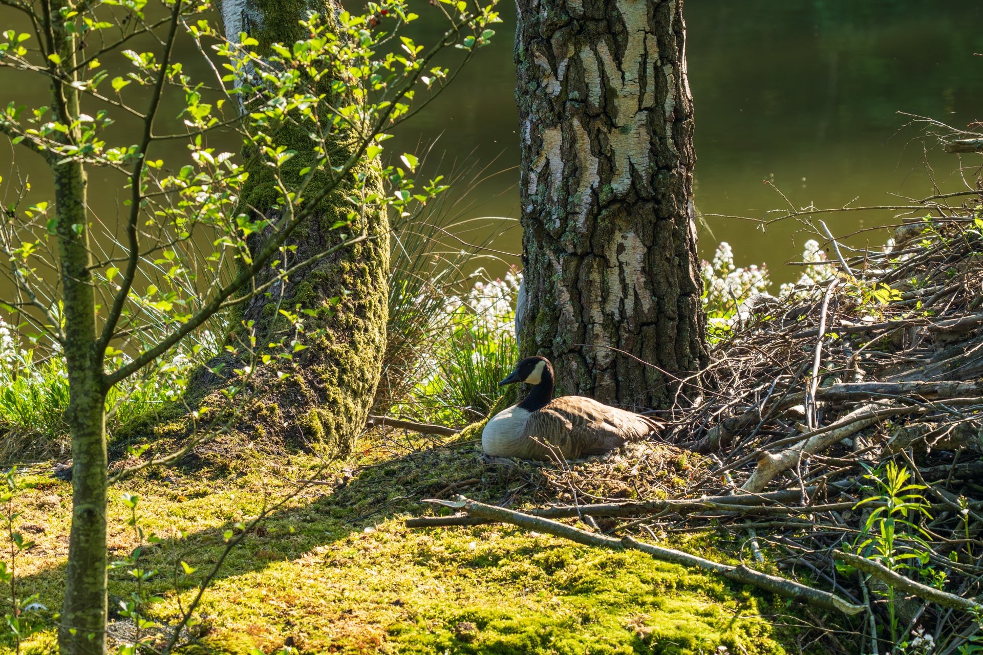 Natura 2000 Field Observation