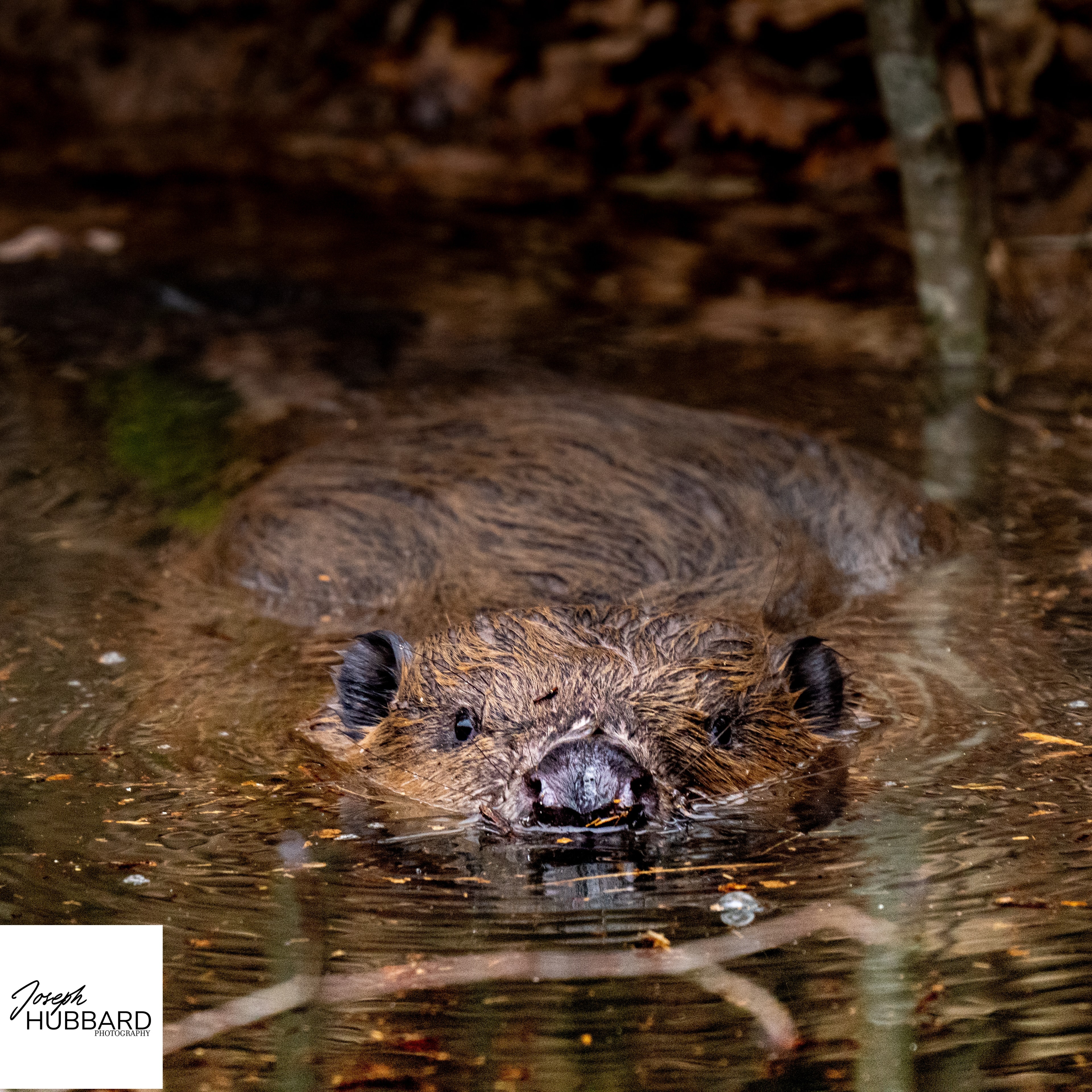 Hirschbornteiche Beaver Project