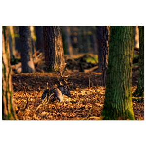 Fine Art & Prints