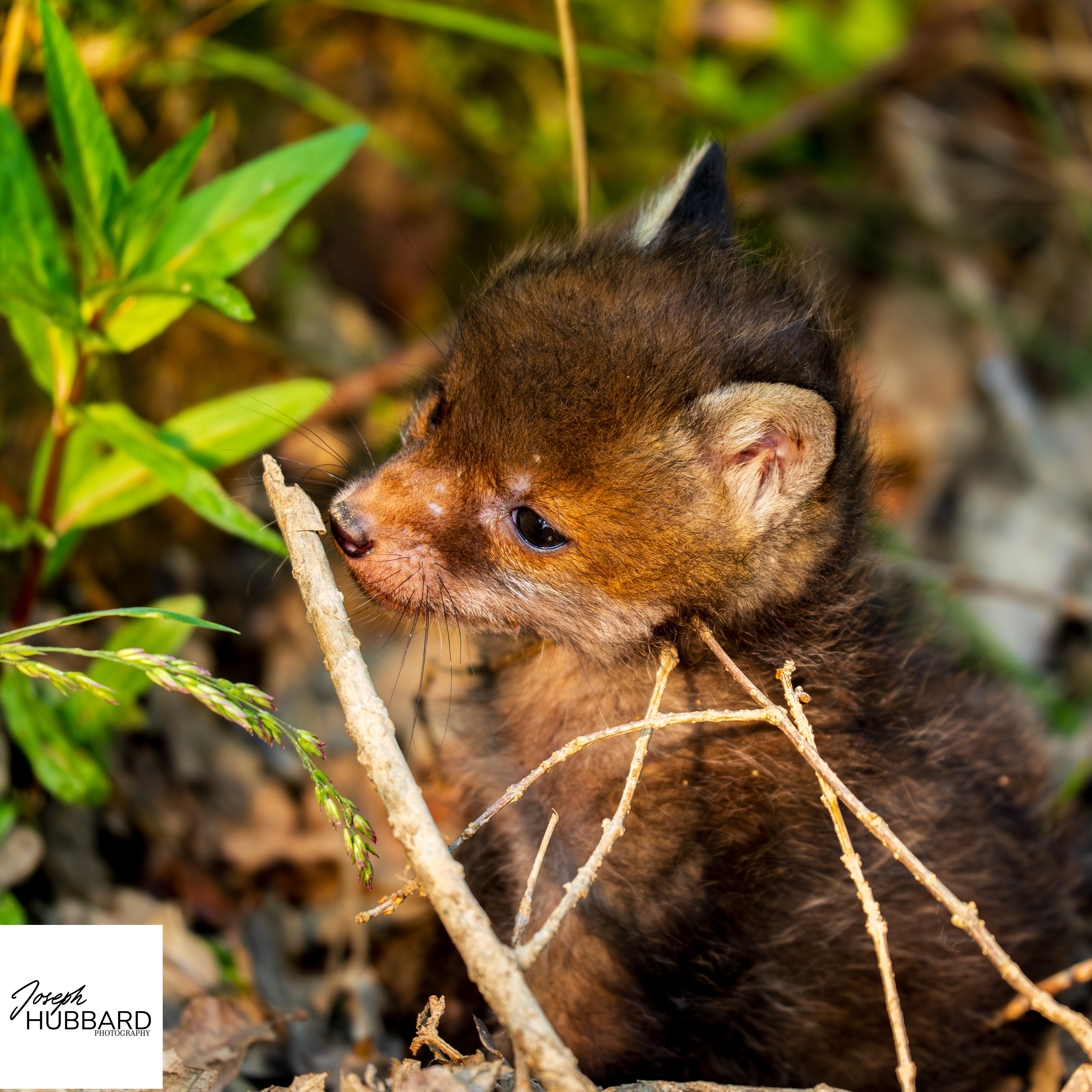 Red fox portrait — wildlife photography