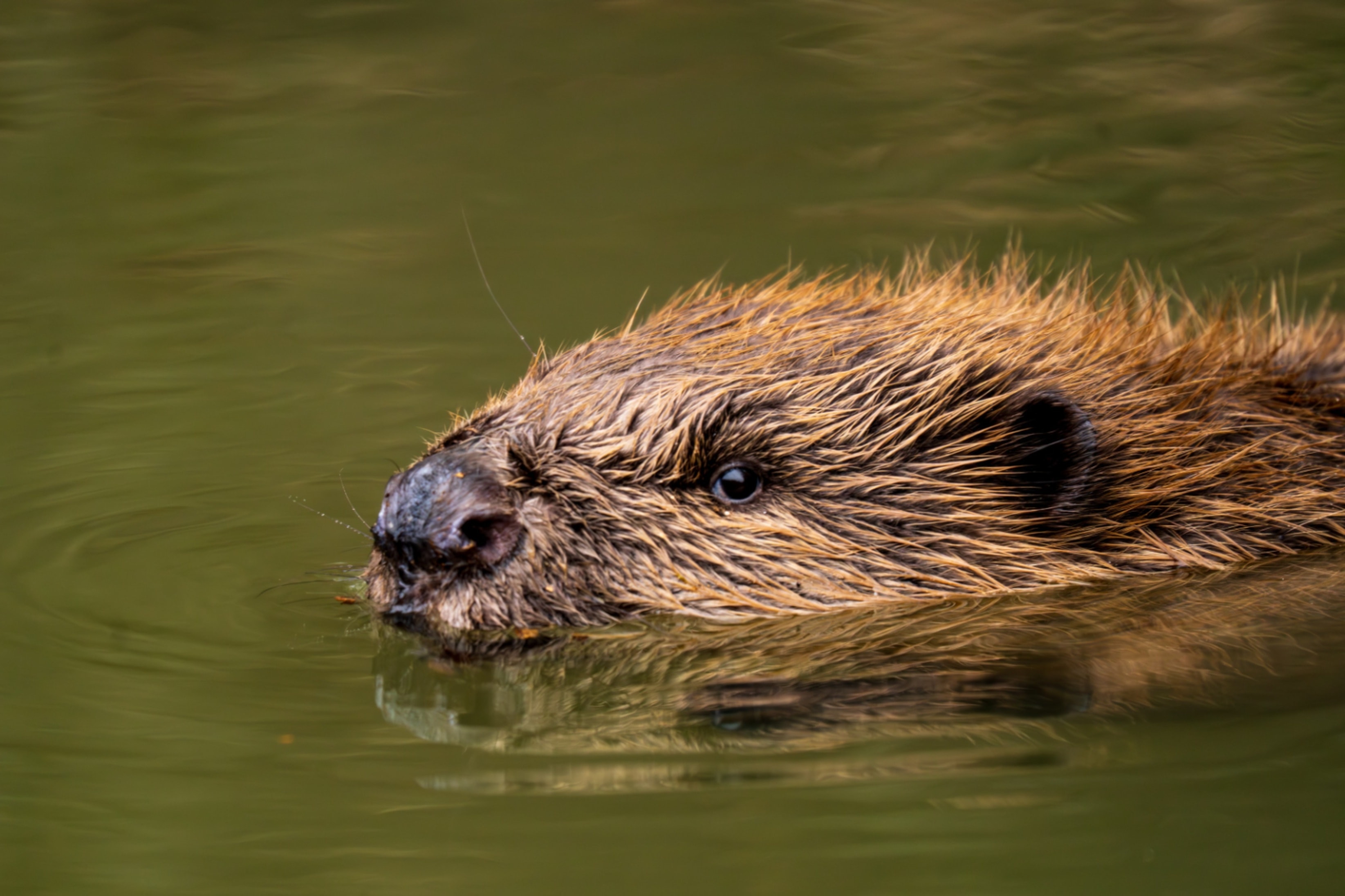 Beaver dam wetland habitat